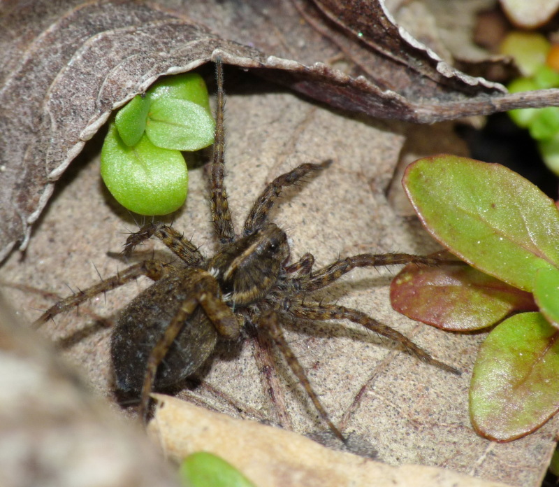 Pardosa sp.